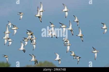 Ruff (Calidris pugnax) aux pays-Bas. Grand troupeau d'échassiers en vol. Banque D'Images