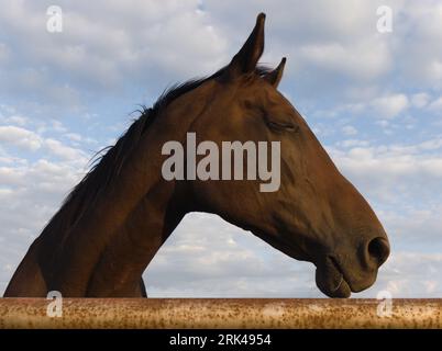 Cheval triste derrière une clôture rouillée, tête de cheval visible sur le côté, oeil fermé Banque D'Images