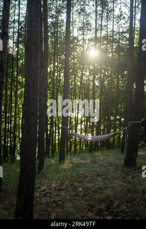 A hammock hangs between two trees in a peaceful woodland setting Stock Photo