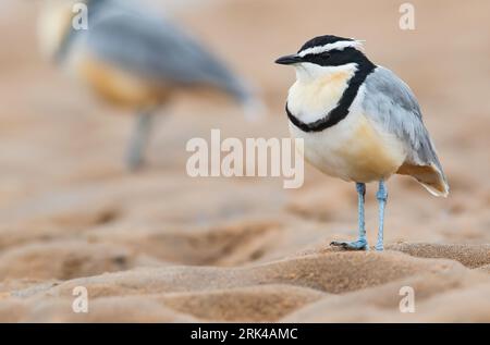 Pluvianus aegyptius, Pluvianus aegyptius, sur la rive d'une rivière au Ghana. Aussi connu sous le nom de Crocodile Bird. Il a une symbiose de nettoyage supposée avec Banque D'Images