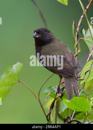 Un mâle Grassquit à face noire (Melanospiza bicolor grandior) à Isla San Andres, Colombie. Banque D'Images