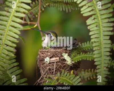 Femelle émeraude à bec rouge (Chlorostilbon gibsoni) assise sur son nid en Colombie. Banque D'Images