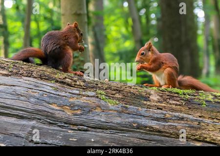 Deux petits écureuils roux à fourrure se dressent au sommet d'un tronc d'arbre, chacun tenant une petite collation Banque D'Images