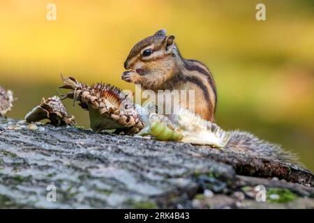 Un gros plan d'un mignon chipmunk sur un grignotage de bûches sur quelques graines Banque D'Images