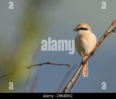 Pie-grièche brune Lanius cristatus, ssp. cristatus, la Russie, l'homme adulte Banque D'Images