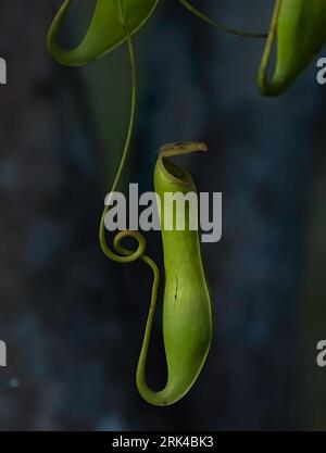 Slender Pitcher Plant (Nepenthes gracilis). This species has small, elongated pitchers. Sarawak, Borneo Stock Photo