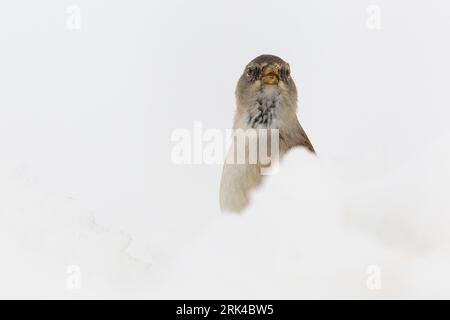 Dans Sneeuwvink de en ; les Snowfinch dans la neige Banque D'Images