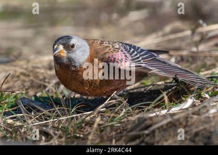 A Gray-crowned Rosy-Finch (Leucosticte tephrocotis littoralis) streches its wing along the coast of Iona Island near Vancouver, British Columbia, duri Stock Photo