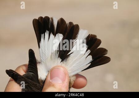 Wheatear mâle de Chypre (Oenanthe cypriaca) capturé dans une station de recherche près d'Eilat en Israël. Montrant les plumes de la queue. Banque D'Images