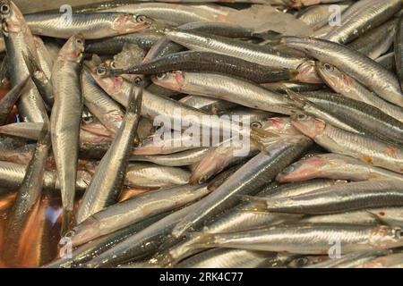 Vente d'anchois fraîchement pêchés à Giardini Naxos près de Taormina en Sicile Banque D'Images