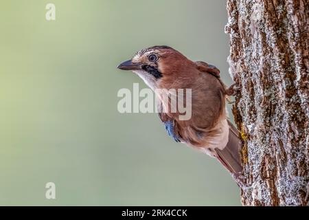 Geai eurasien adulte, Garrulus glandarius whitakeri) perché sur un arbre à Dayet Aoua, Immousert, Maroc. Banque D'Images