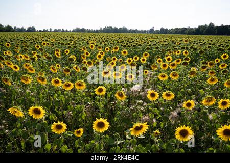 Plongez dans la beauté radieuse d'un champ de tournesol, où les fleurs dorées s'étendent à perte de vue, créant une vue imprenable. Banque D'Images