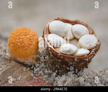 Gros plan d’un champignon orange qui ressemble à un nid d’oiseau rempli d’œufs blancs en forme de disque (champignon du nid d’oiseau commun, Crucibulum laeve) Banque D'Images