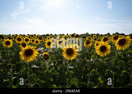 Plongez dans la beauté radieuse d'un champ de tournesol, où les fleurs dorées s'étendent à perte de vue, créant une vue imprenable. Banque D'Images