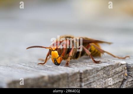 Hornet européen (Vespa crabro) assis sur une table en bois en Pologne. Banque D'Images
