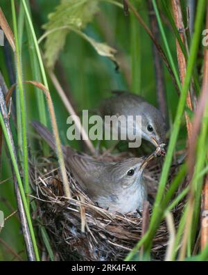 Parulents de roseau de Blyth (Acrocephalus dumetorum) dans le nid. Le mâle apportant de la nourriture à la femelle Banque D'Images