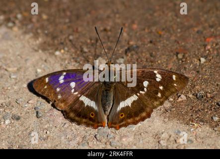 Purple Emperor, Apatura iris, Fermyn Woods, Northamptonshire, Angleterre. Banque D'Images