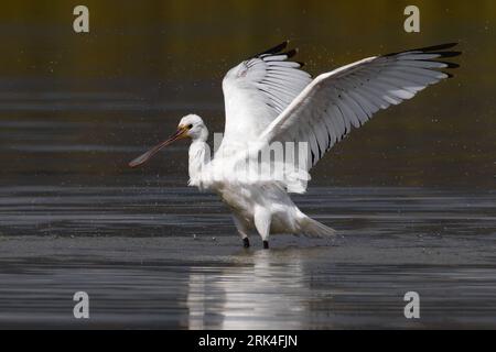 Juveniele Lepelaar ; la spatule blanche Banque D'Images