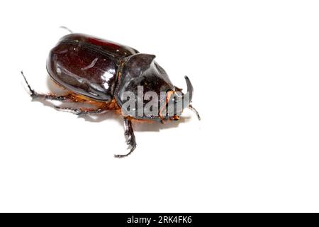 Oryctes nasicornis coléoptère isolé sur fond blanc 03 Banque D'Images