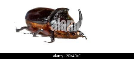 Oryctes nasicornis coléoptère isolé sur fond blanc 02 Banque D'Images