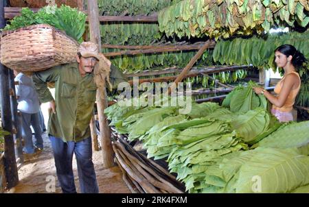 Bildnummer: 53627370  Datum: 26.11.2009  Copyright: imago/Xinhua (091126) -- HAVANA, Nov. 26, 2009 (Xinhua) -- Workers produce cigars at a factory in Havana, capital of Cuba, Nov. 26, 2009. Harvest season of tobacco has come in Cuba. It is estimated that this year s tobacco output in Cuba may reach 23000 tons, lower than 25300 tons of last year. Cuba is world famous for producing high-quality cigars made from its tobacco. (Xinhua/Arnaldo Santos) (zhs) (1)CUBA-TOBACCO-HARVEST PUBLICATIONxNOTxINxCHN Kuba Havanna Wirtschaft Landwirtschaft Tabak Tabakproduktion Herstellung kbdig xub 2009 quer prem Stock Photo