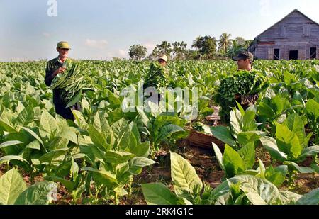 Bildnummer : 53627369 Datum : 26.11.2009 Copyright : imago/Xinhua (091126) -- LA HAVANE, 26 novembre 2009 (Xinhua) -- des ouvriers produisent des cigares dans une usine de la Havane, capitale de Cuba, 26 novembre 2009. La saison de récolte du tabac est arrivée à Cuba. On estime que cette année, la production de tabac à Cuba pourrait atteindre 23000 tonnes, soit moins que 25300 tonnes l an dernier. Cuba est mondialement connue pour produire des cigares de haute qualité fabriqués à partir de son tabac. (Xinhua/Arnaldo Santos) (zhs) (4)CUBA-TABAC-RÉCOLTE PUBLICATIONxNOTxINxCHN Kuba Havanna Wirtschaft Landwirtschaft Tabak Tabakproduktion Herstellung kbdig xub 2009 quer o0 F Banque D'Images