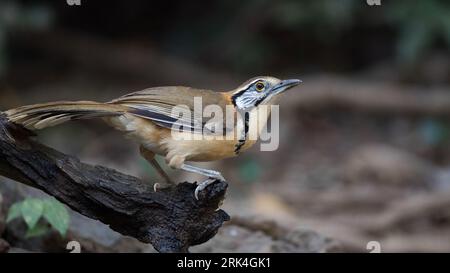 Plus grand Laughingthrush à encolure (Pterorhinus pectoralis) non indigène et perché sur le sol Banque D'Images