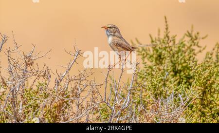 Paruline saharienne adulte (Scotocerca saharae saharae) assise sur un buisson au Sahara Occidental. Banque D'Images