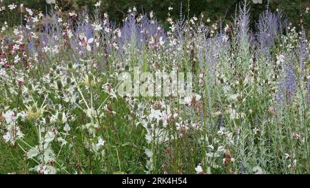 Gros plan d'une combinaison de plantation de plantes herbacées pérennes herbacées à floraison estivale eryngium perovskia et gaura dans la frontière. Banque D'Images