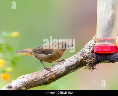 Femelle Flowerpiercer à flancs blancs (Diglossa albilatera) à la réserve de Rio Blanco en Colombie. Banque D'Images