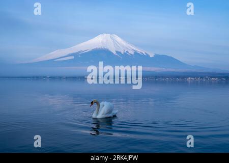 A white swan peacefully gliding in the water with a scenic mountain in the background Banque D'Images