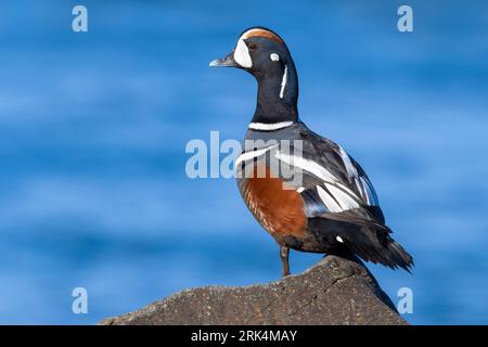 Arlequin mâle adulte (Histrionicus histrionicus) à la fin du printemps en Islande. Debout sur un rocher au bord d'un lac. Banque D'Images