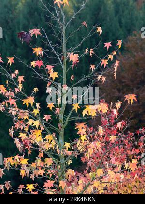 Érable Acer ginnala, l'érable de l'Amour avec des feuilles d'automne sur fond flou vert foncé en format vertical Banque D'Images