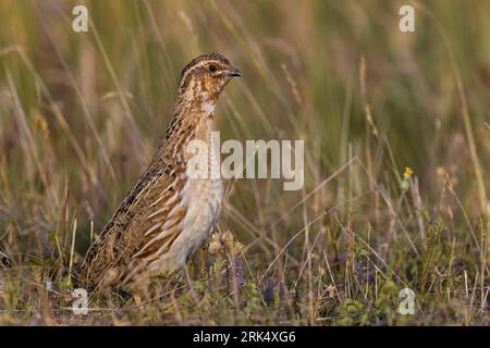 Caille commune mâle, Coturnix coturnix, en Italie. Banque D'Images