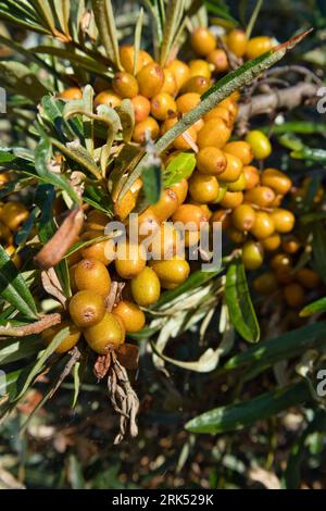 Hippophae rhamnoides, baies d'argousier Banque D'Images