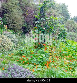 Diverses plantes nasturtiums clematis chèvrefeuille pourpre haricots de couronnement grandissant jusqu'à poteau dans le jardin envahi août été pays de Galles Royaume-Uni Grande-Bretagne KATHY DEWITT Banque D'Images