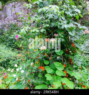 Diverses plantes fleurs nasturtiums chèvrekle pois sucrés grandissant jusqu'au pôle dans le jardin envahi août été pays de Galles Royaume-Uni Grande-Bretagne 2023 KATHY DEWITT Banque D'Images