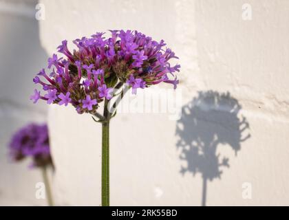 A lush purple Verbena Buenos Aires flower in full bloom against a stark white wall in the background Stock Photo