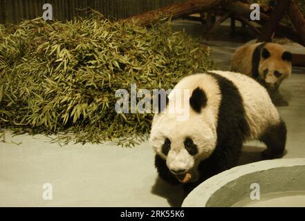 Bildnummer: 53704290  Datum: 05.01.2010  Copyright: imago/Xinhua (100105) -- SHANGHAI, Jan. 5, 2010 (Xinhua) -- Giant pandas for the 2010 Shanghai World Expo are seen at the Shanghai Zoo in Shanghai, east China, Jan. 5, 2010. Ten giant pandas selected for the world expo by the Chinese giant panda protection and research center were flown to Shanghai on Jan. 5 from the center s Bifengxia base in Ya an City, southwest China s Sichuan Province. They will be shown to the public late this month after two weeks of quarantine. (Xinhua/Pei Xin) (yc) (1)CHINA-SHANGHAI-WORLD EXPO-PANADAS (CN) PUBLICATIO Stock Photo