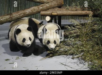 Bildnummer : 53704288 Datum : 05.01.2010 Copyright : imago/Xinhua (100105) -- SHANGHAI, 5 janvier 2010 (Xinhua) -- des pandas géants pour l'exposition universelle de Shanghai 2010 sont vus au zoo de Shanghai, dans l'est de la Chine, le 5 janvier 2010. Dix pandas géants sélectionnés pour l'exposition universelle par le centre chinois de protection et de recherche sur les pandas géants ont été transportés par avion à Shanghai le 5 janvier depuis la base de Bifengxia dans la ville de ya an, dans le sud-ouest de la Chine, dans la province du Sichuan. Ils seront montrés au public à la fin du mois après deux semaines de quarantaine. (Xinhua/PEI Xin) (yc) (4)CHINA-SHANGHAI-WORLD EXPO-PANADAS (CN) PUBLICATIO Banque D'Images