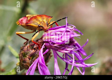 Un gros plan d'un Carpocoris purpureipennis sur une fleur violette dans la forêt Banque D'Images