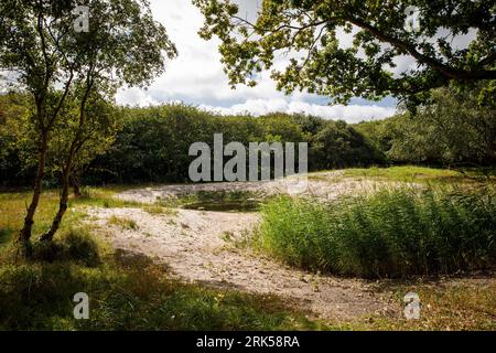 Petit étang dans la réserve naturelle de Manteling près de Domburg sur la péninsule Walcheren, Zélande, pays-Bas. kleiner Teich im Naturschutzgebiet de Man Banque D'Images