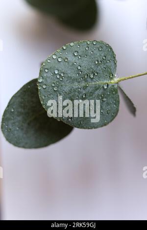 eucalyptus silverdollar feuilles couvertes de gouttes d'eau Banque D'Images