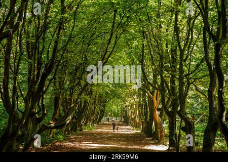 Pays-Bas, allée de hêtres à la réserve naturelle de Manteling près d'Oostkapelle sur la péninsule de Walcheren. Niederlande, Buchenallee im Naturschutzgebiet Banque D'Images