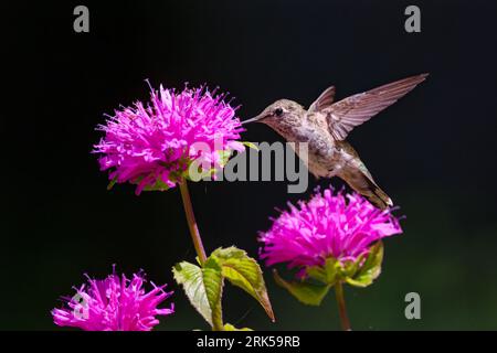 Le colibri d'une femelle Anna volant dans l'air essayant de manger le nectar d'une fleur violette vibrante Banque D'Images