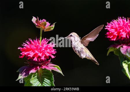 Le colibri d'une femelle Anna volant dans l'air essayant de manger le nectar d'une fleur violette vibrante Banque D'Images