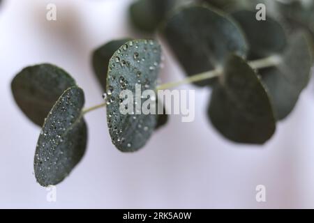 eucalyptus silverdollar feuilles couvertes de gouttes d'eau Banque D'Images