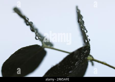 eucalyptus silverdollar feuilles couvertes de gouttes d'eau Banque D'Images