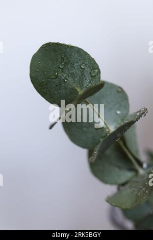 eucalyptus silverdollar feuilles couvertes de gouttes d'eau Banque D'Images