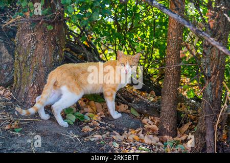 Jeune tabby et chat blanc. Banque D'Images